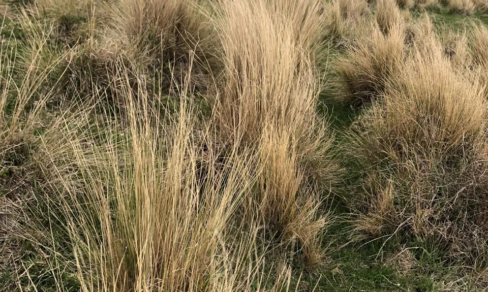 Tussock Hill Ridge, Canterbury