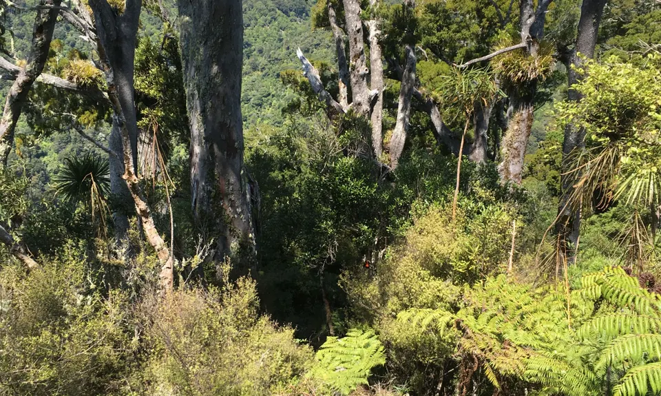 Aorangi Undulator, Wellington