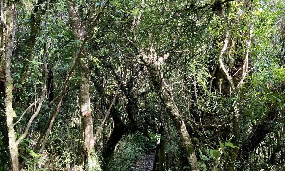 Maungatautari Sanctuary Mountain, Waikato