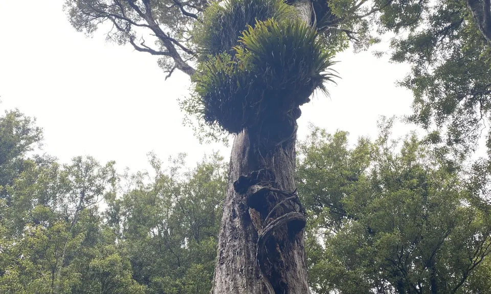 Mount Ngongotaha , Bay of Plenty