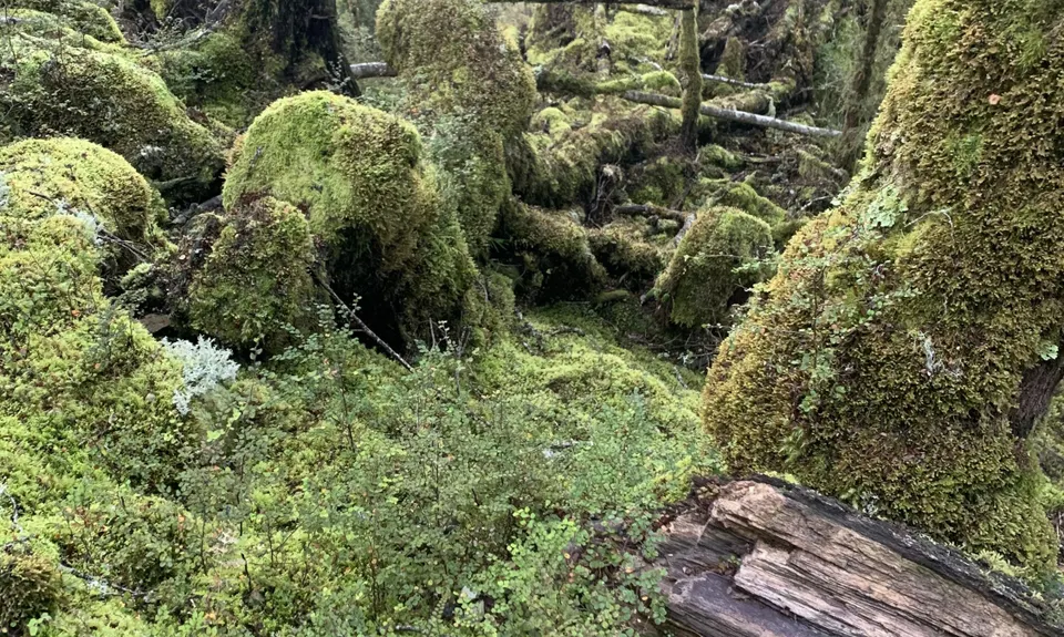 Kepler Track, Southland