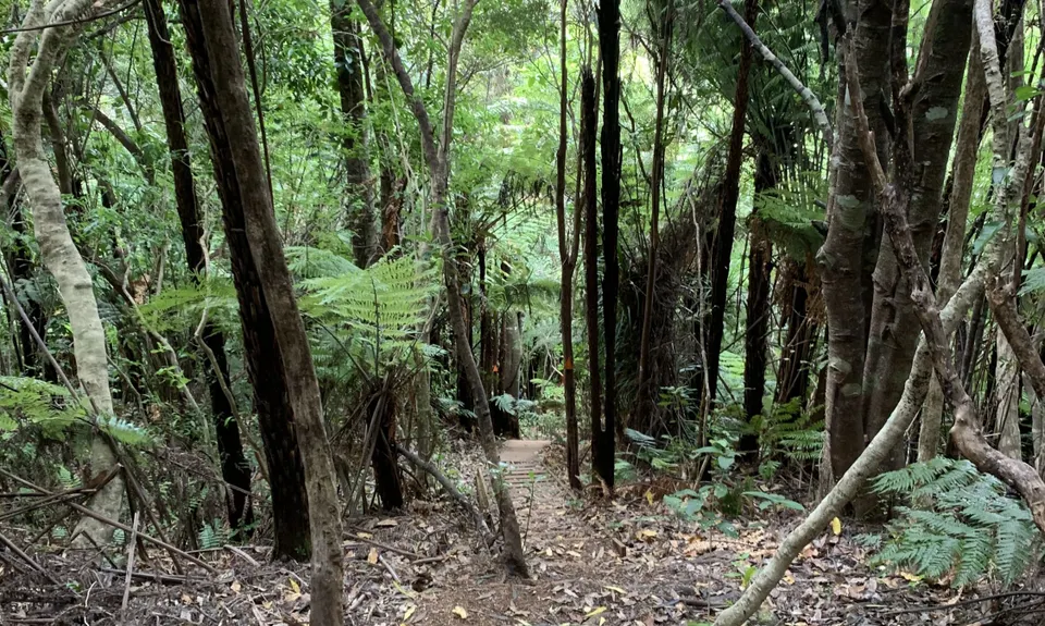 Ernie's loop, Auckland