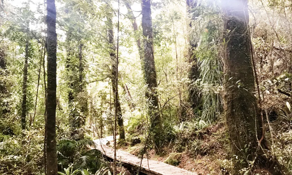Loop Lake Kaniere, West Coast