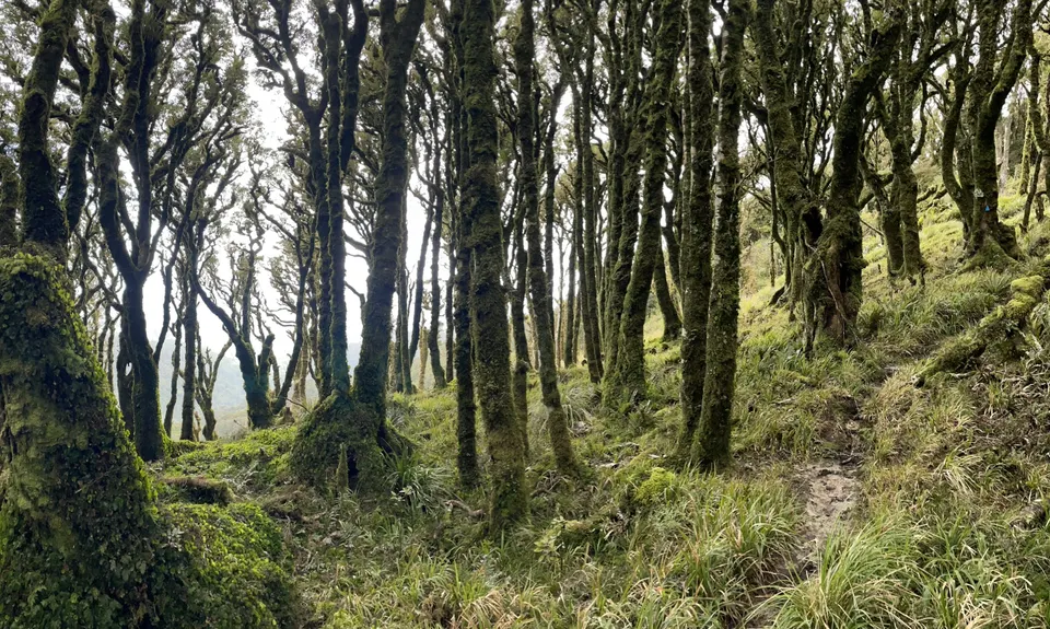 East Whakanui loop, Wellington