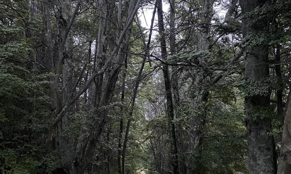 Sawpit Gully - German Hill, Otago