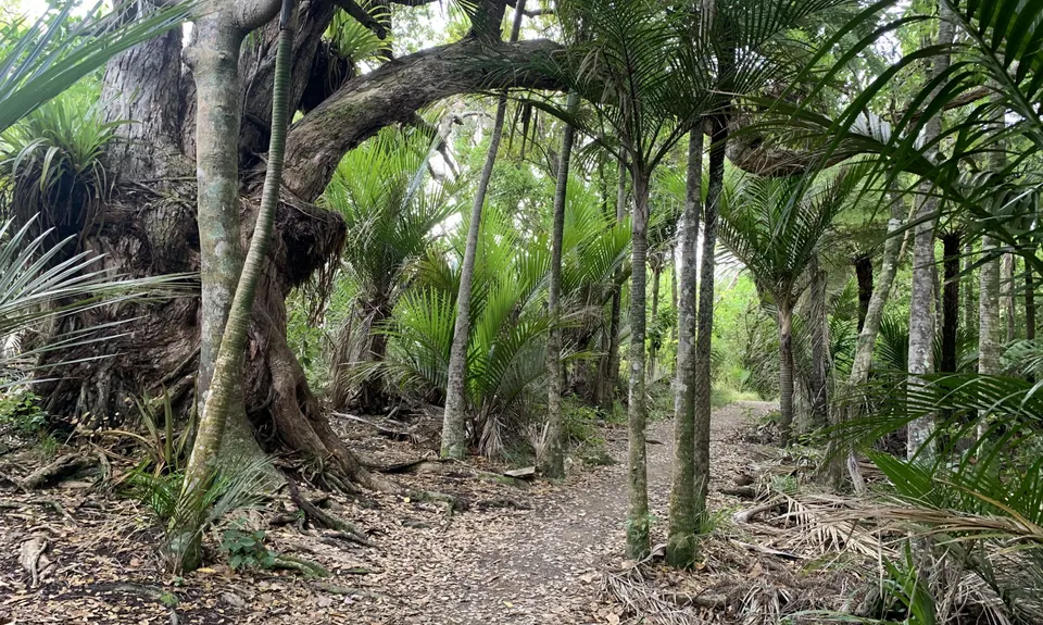 Mercer Bay Magic, Auckland