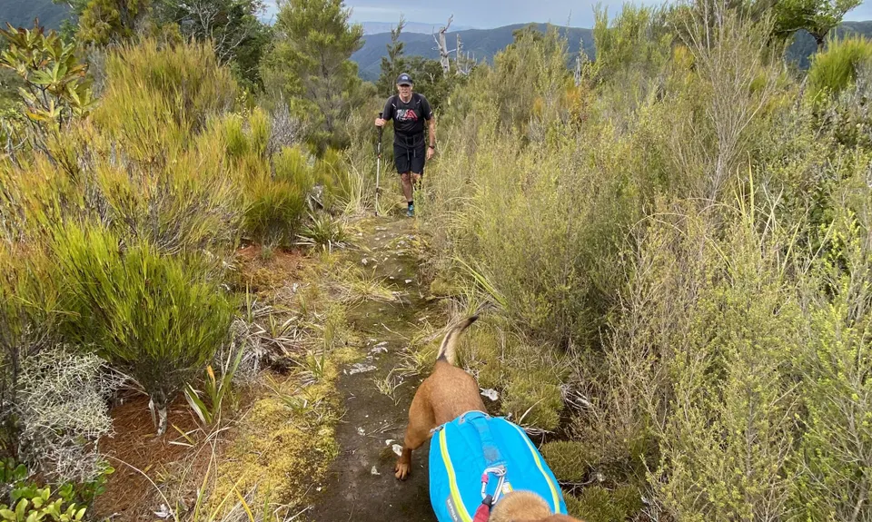 Dobson Loop, Wellington