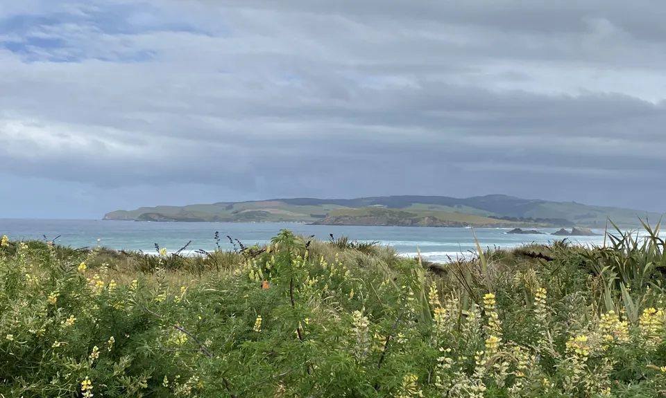 Sandhills, Cannibals & Sea-Lions, Otago