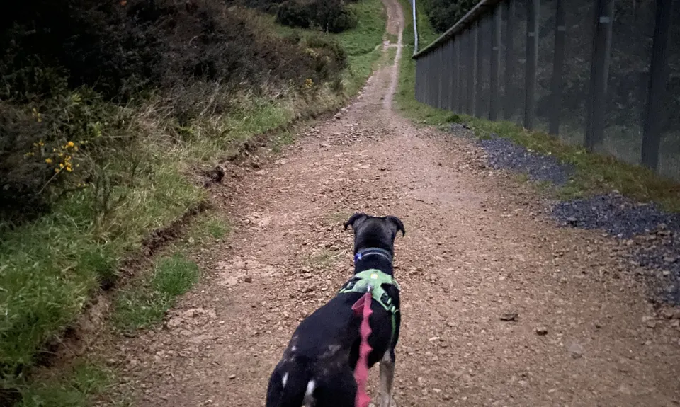 Sanctuary Fenceline, Wellington