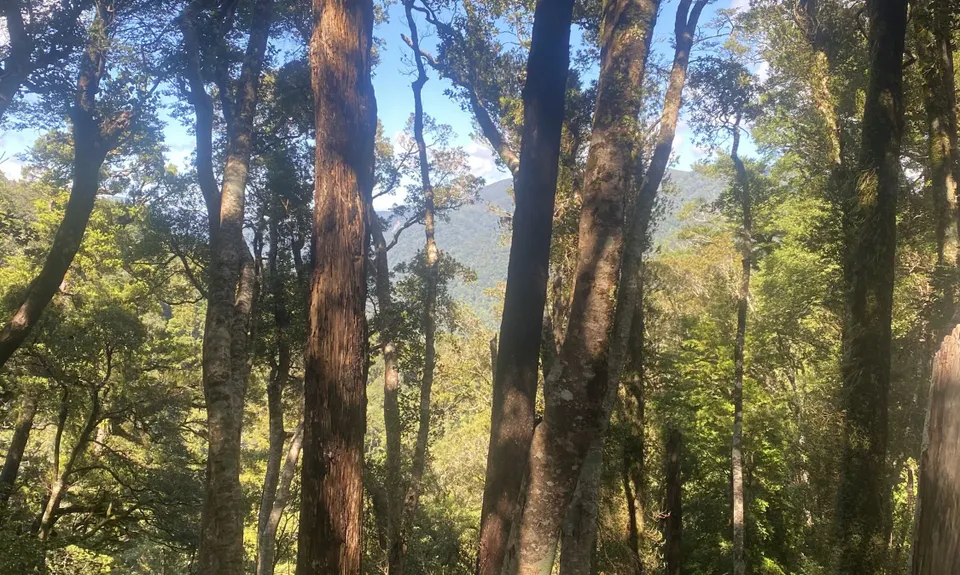 Holdsworth Lodge to Totara Flats Hut and return, Wellington