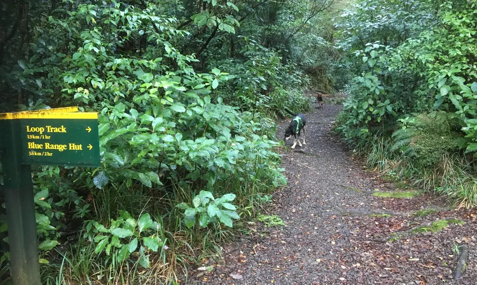 Tramline track, Wellington