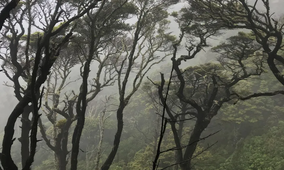 Mt Lowry, Wellington
