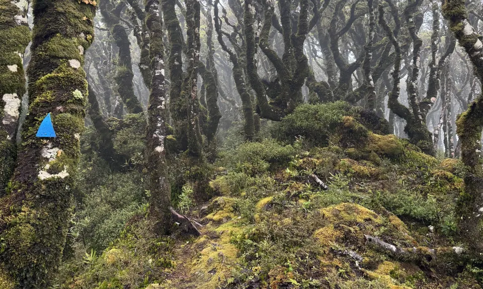 East Whakanui loop, Wellington