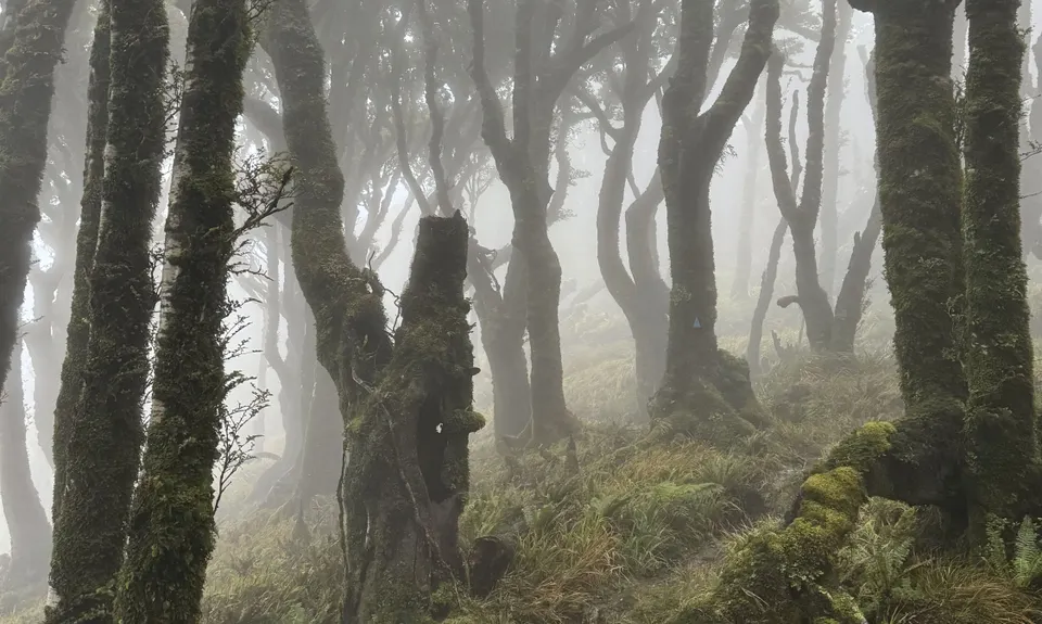 East Whakanui loop, Wellington