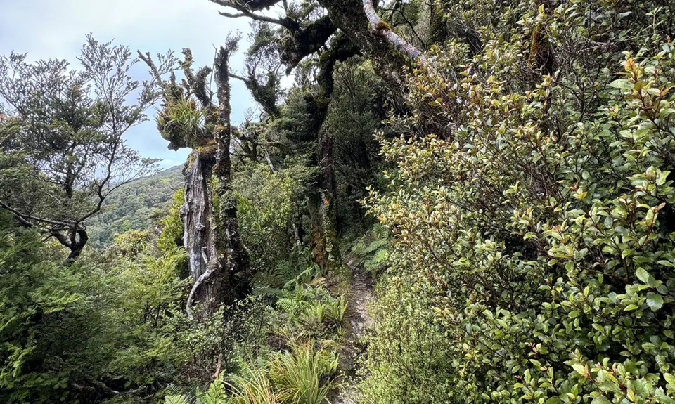 East Whakanui loop, Wellington