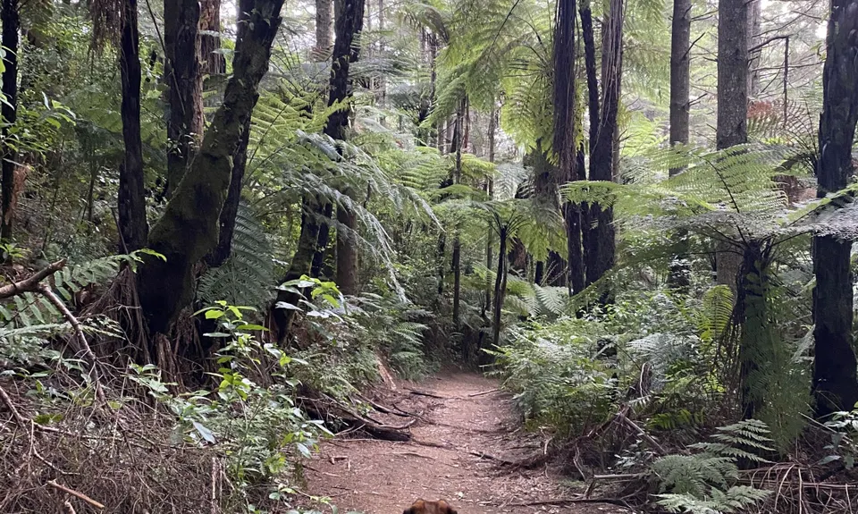 Tokorangi Pa Track, Bay of Plenty