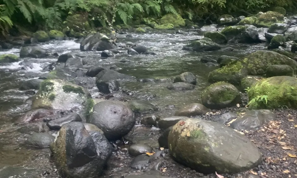 Ohakune Town/Forest Loop, Manawatu - Wanganui