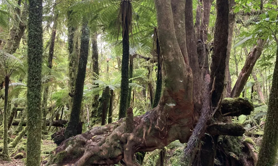 Southern Fox, West Coast