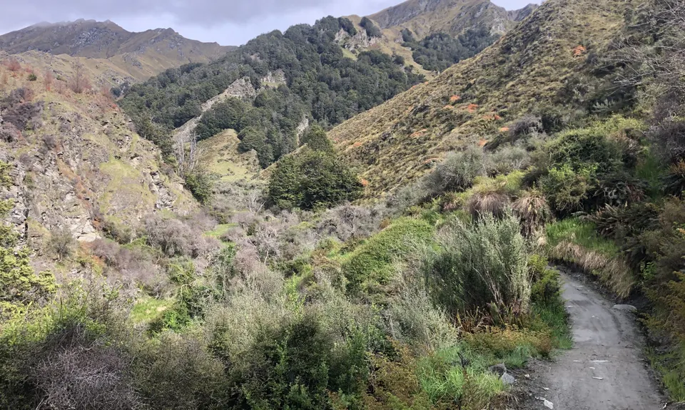 Bush Creek Banger and The Steiger!, Otago