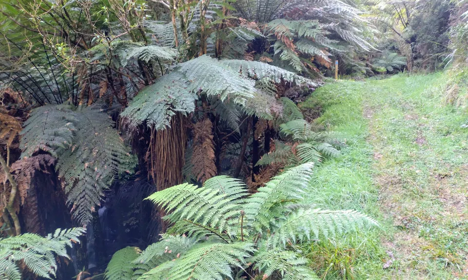 Ed Hillary Hope Reserve Loop, Waikato