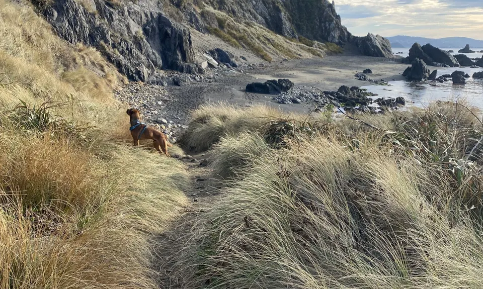 Oruaiti Reserve, Wellington