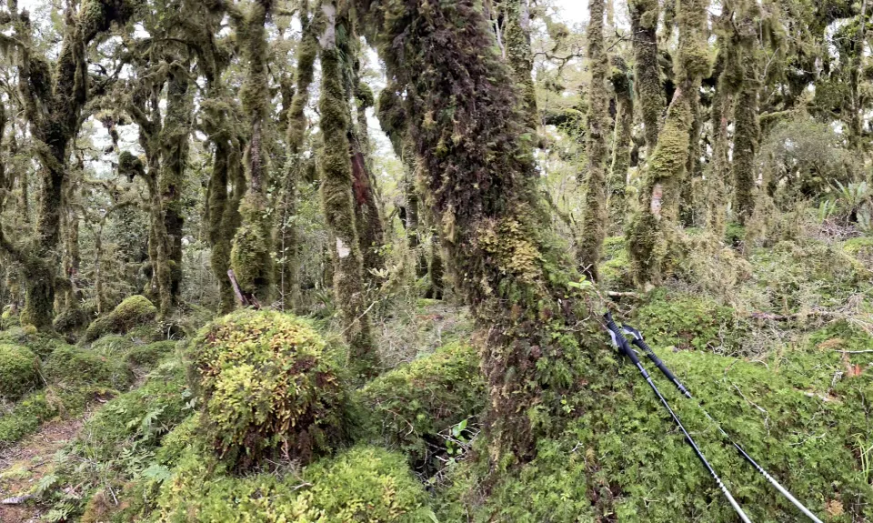 East Whakanui loop, Wellington