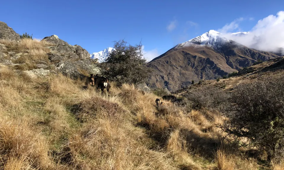 Queenstown Hill (Te Tapu-nui), Otago