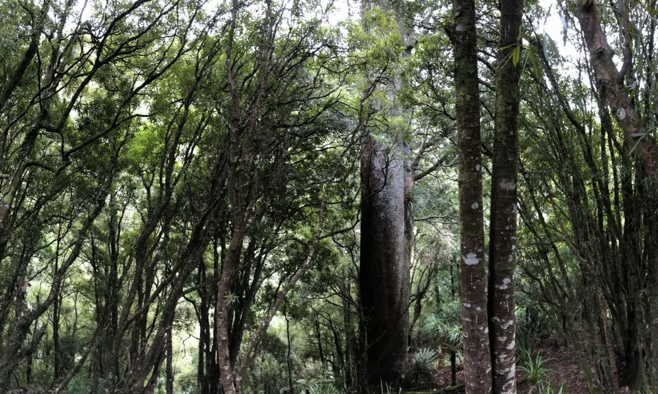 Te Aroha Killer Loop, Waikato
