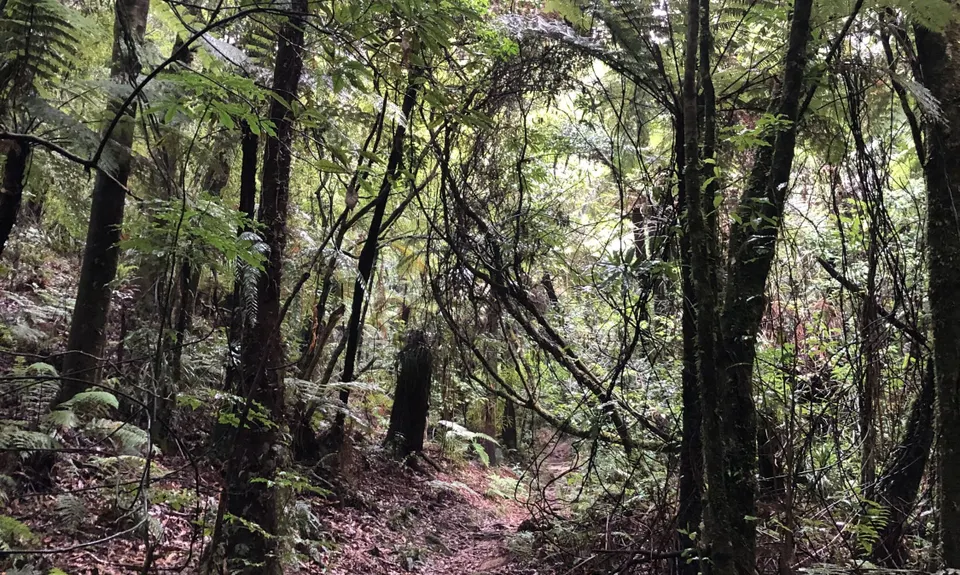 Rapurapu Kauri Track, Waikato