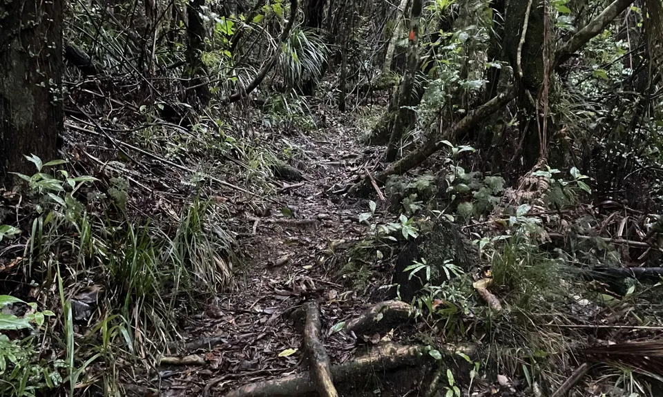 Pukapuka Track, Auckland