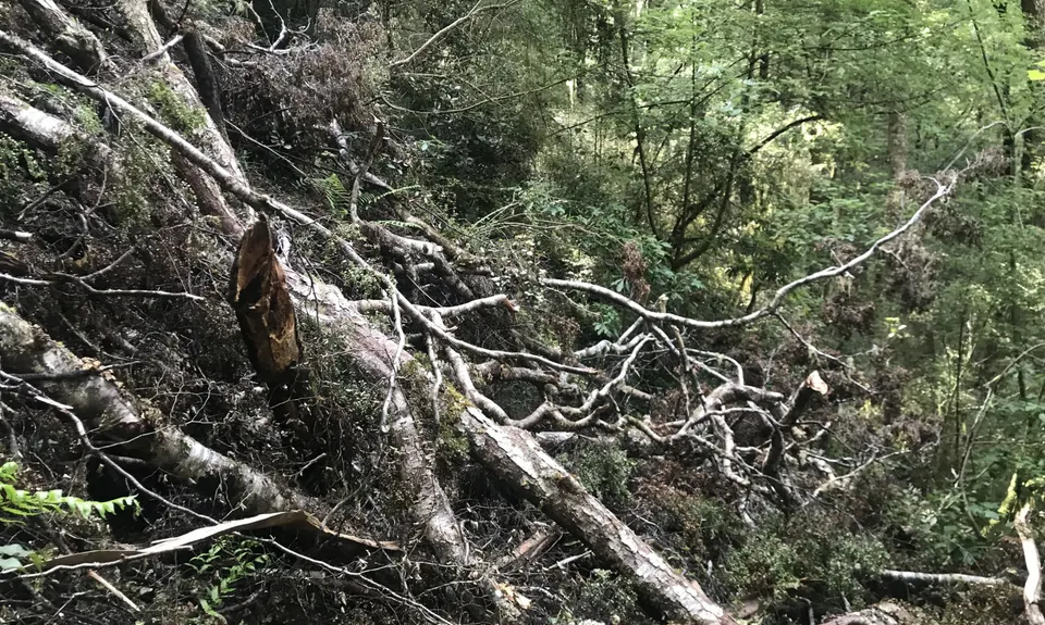 Six Mile - Matakitaki Walk, Murchison, Tasman