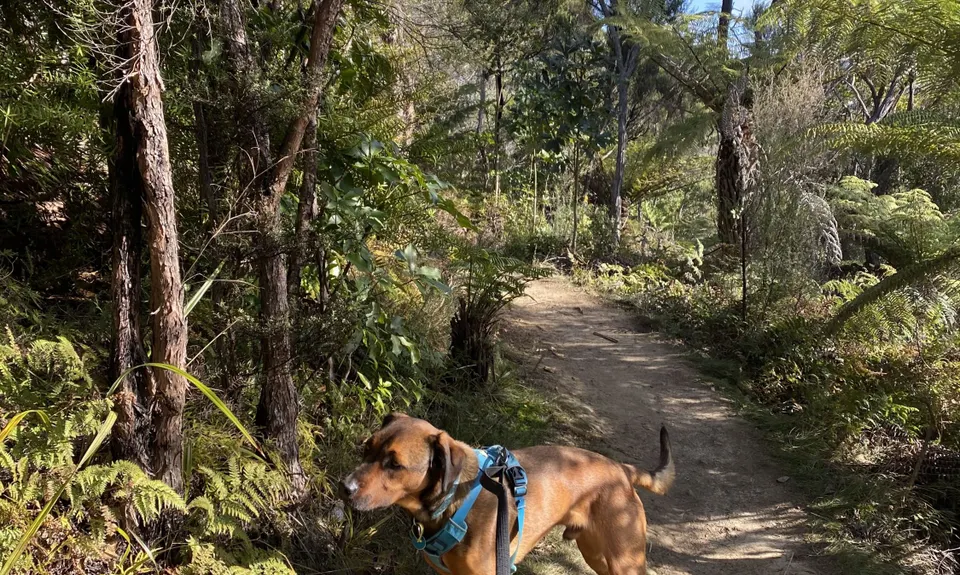 Tawhai Loop, Wellington