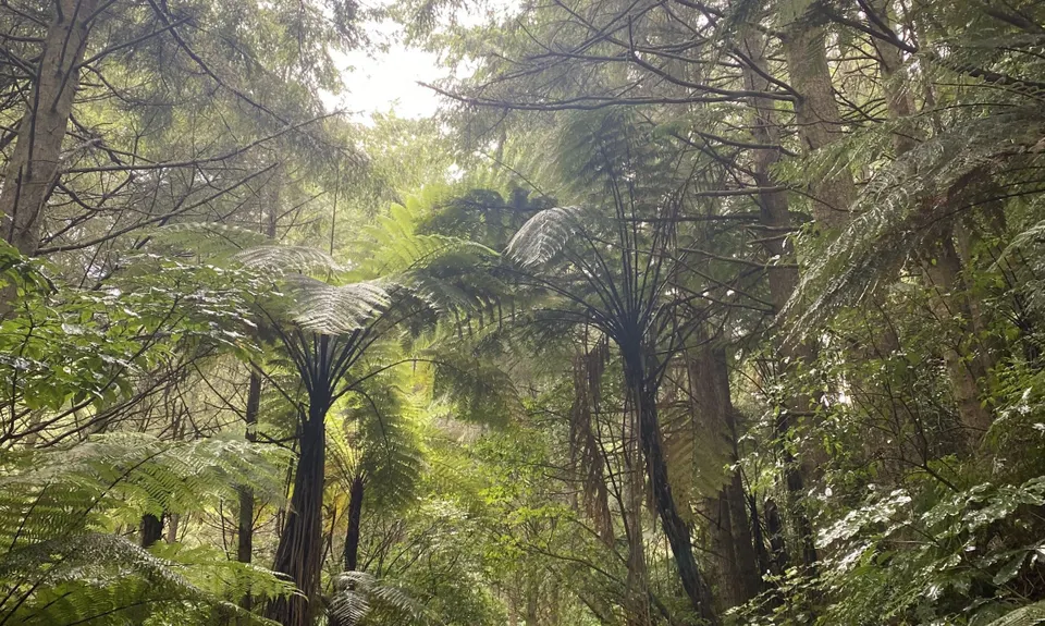3 of the Best, Bay of Plenty