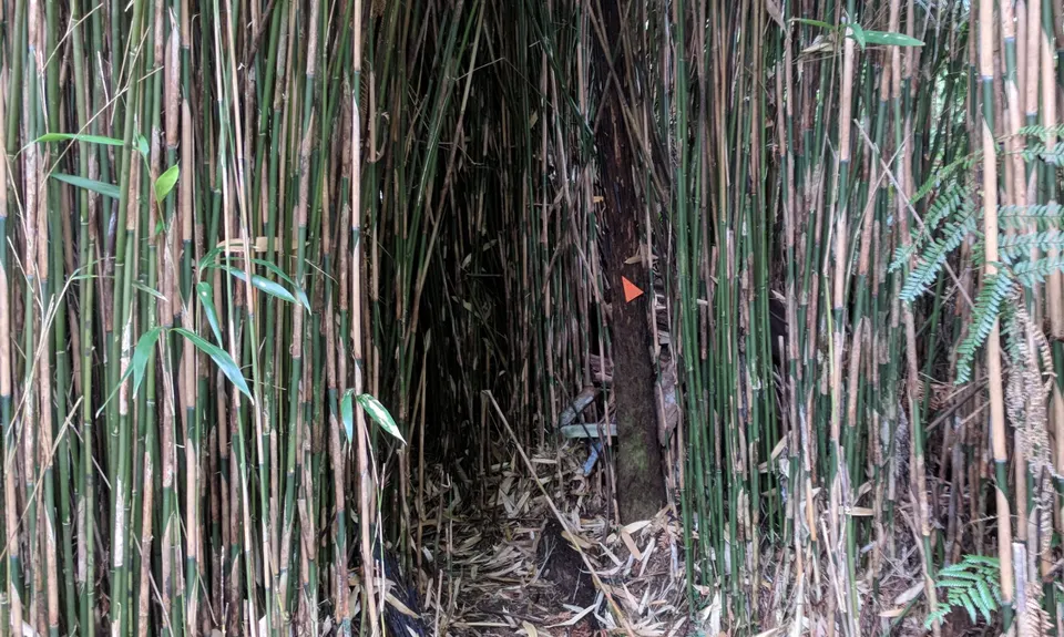 Ernie's loop, Auckland