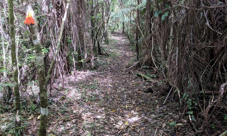 Ernie's loop, Auckland
