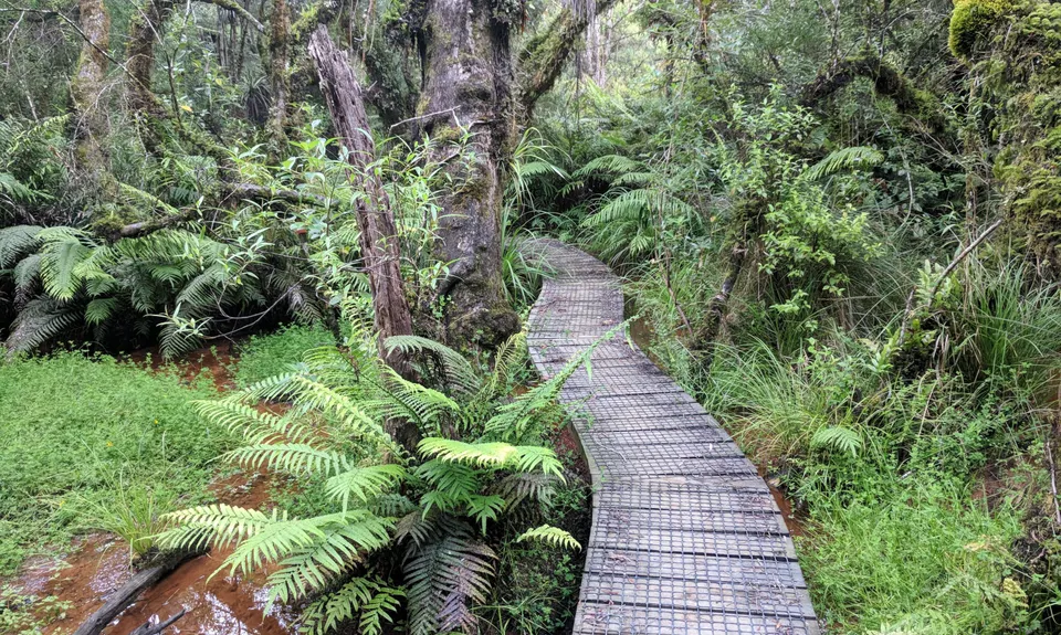 Ernie's loop, Auckland