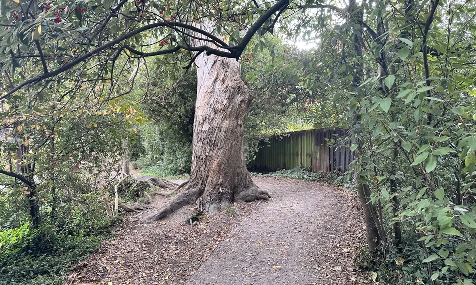 Ernle Clark & Purau Reserves, Canterbury