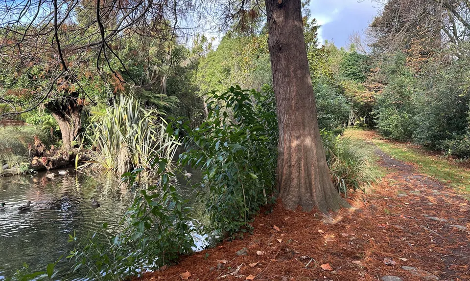 Ernle Clark & Purau Reserves, Canterbury