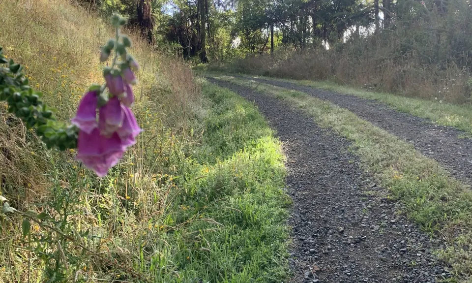 Ernie's loop, Auckland
