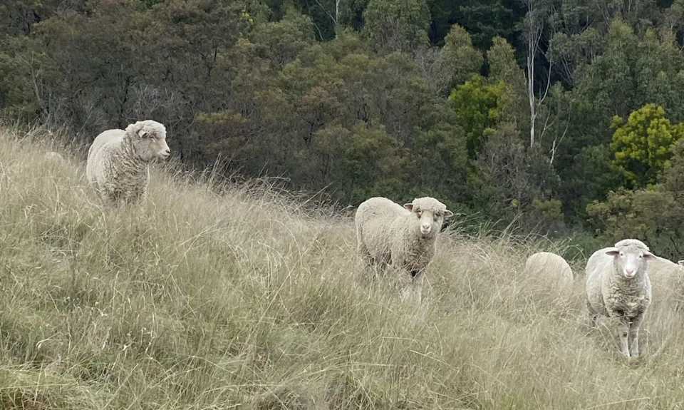 King and Queen of the Withers, Marlborough