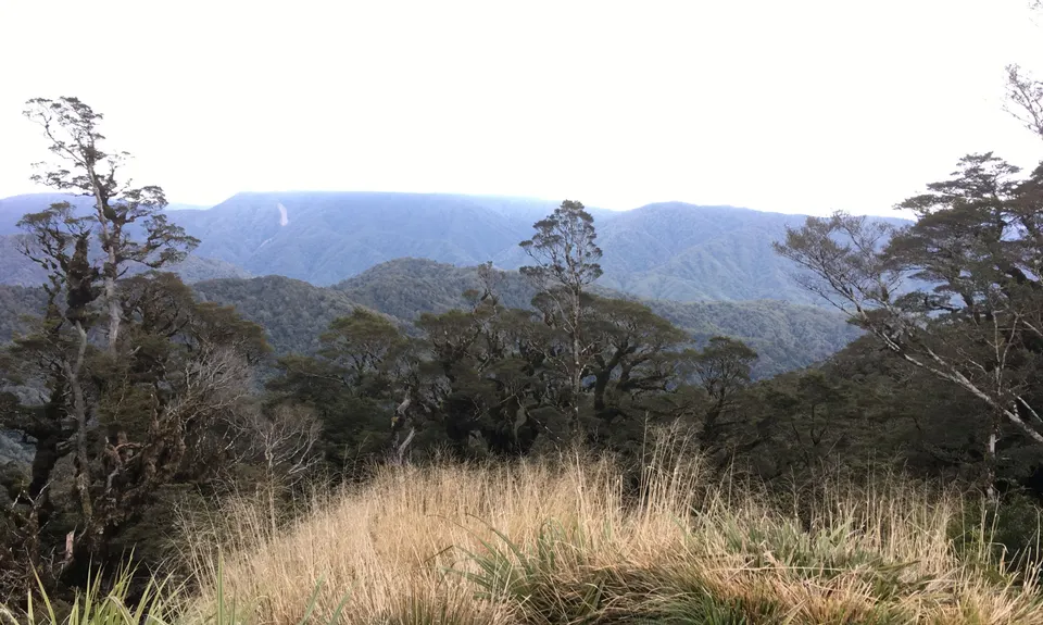 Field Hut Frolic, Wellington