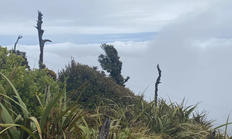 Mt Climie & Tane's Track, Wellington