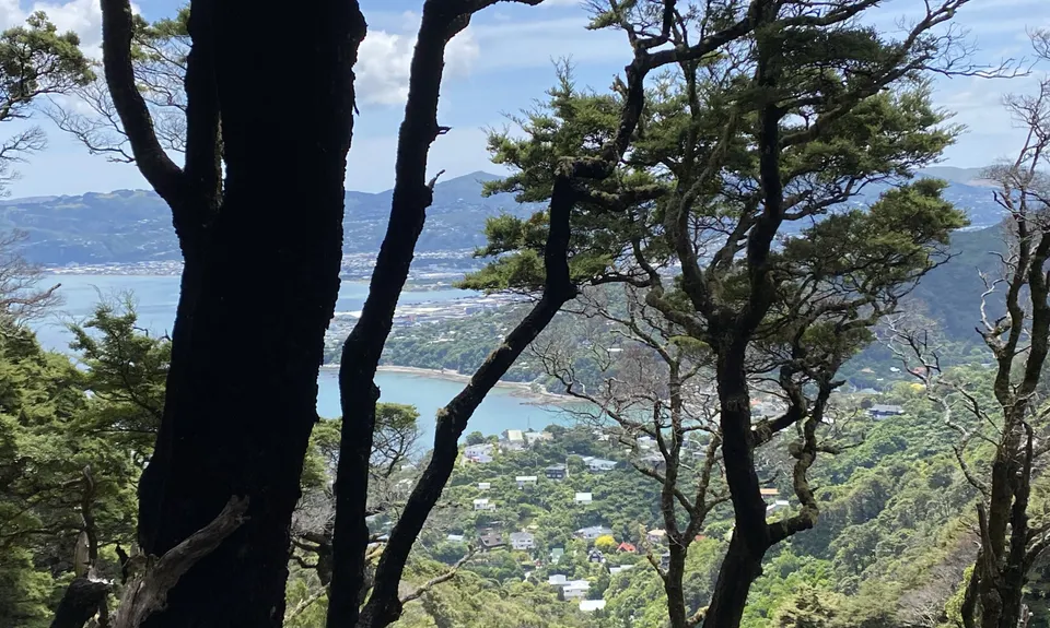 Mt Lowry, Wellington