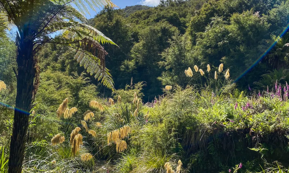 Tarawera Trail Route Recce, Bay of Plenty