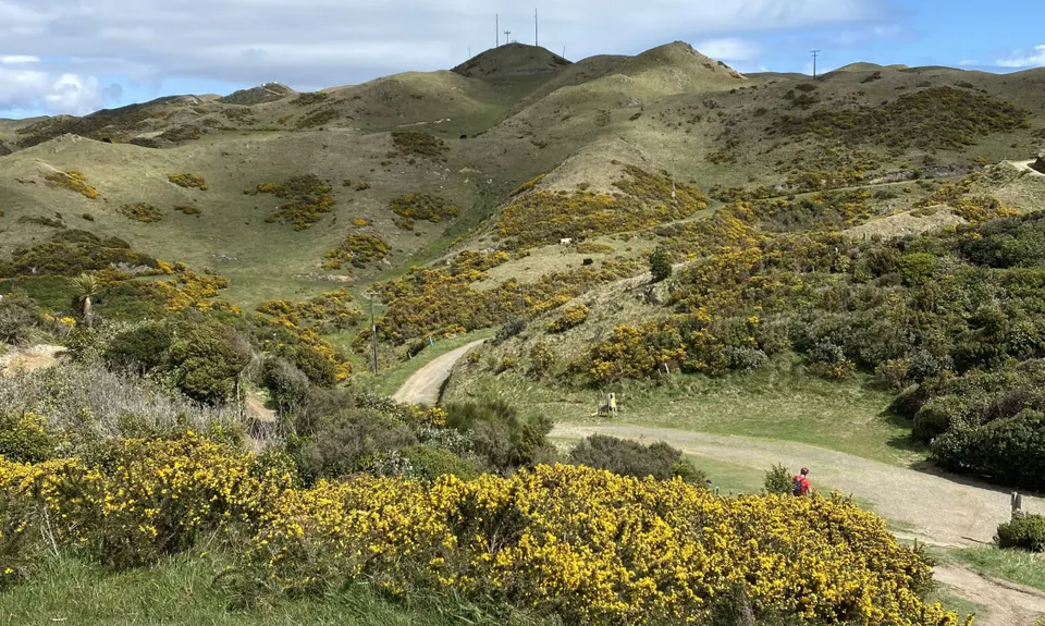 Colonial Knob Ultimate Stair Workout, Wellington