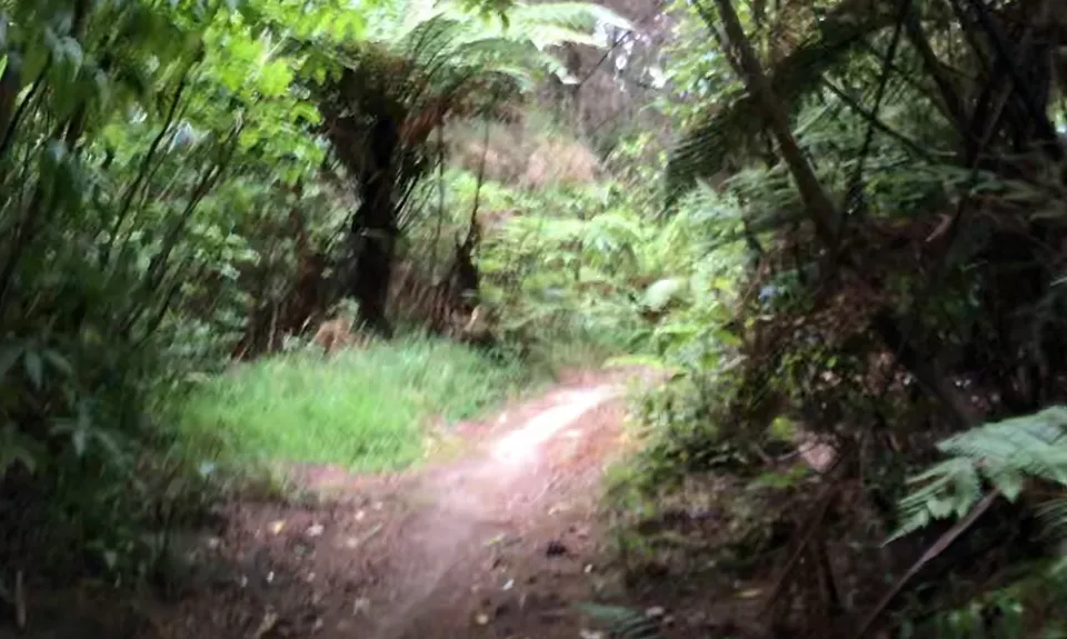 Riverhead Rambling, Auckland