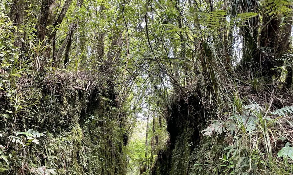 Rain Forest Romp at Pukeiti, Taranaki