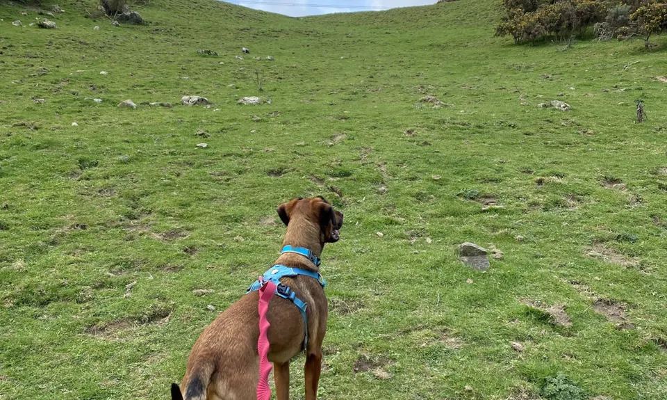 Linking the Reserves, Wellington