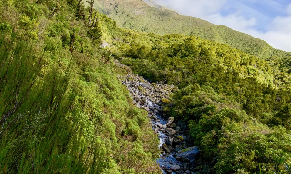Wilkie and The Enchanted Ridge, Taranaki