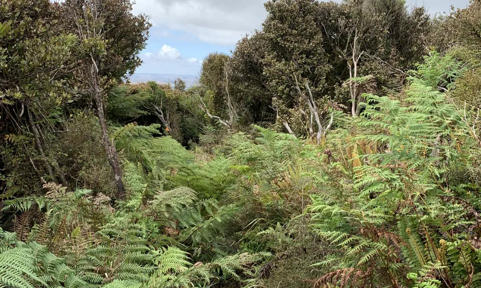 Sledge Track with Toetoe Loop & Otangane Loop, Manawatu - Wanganui
